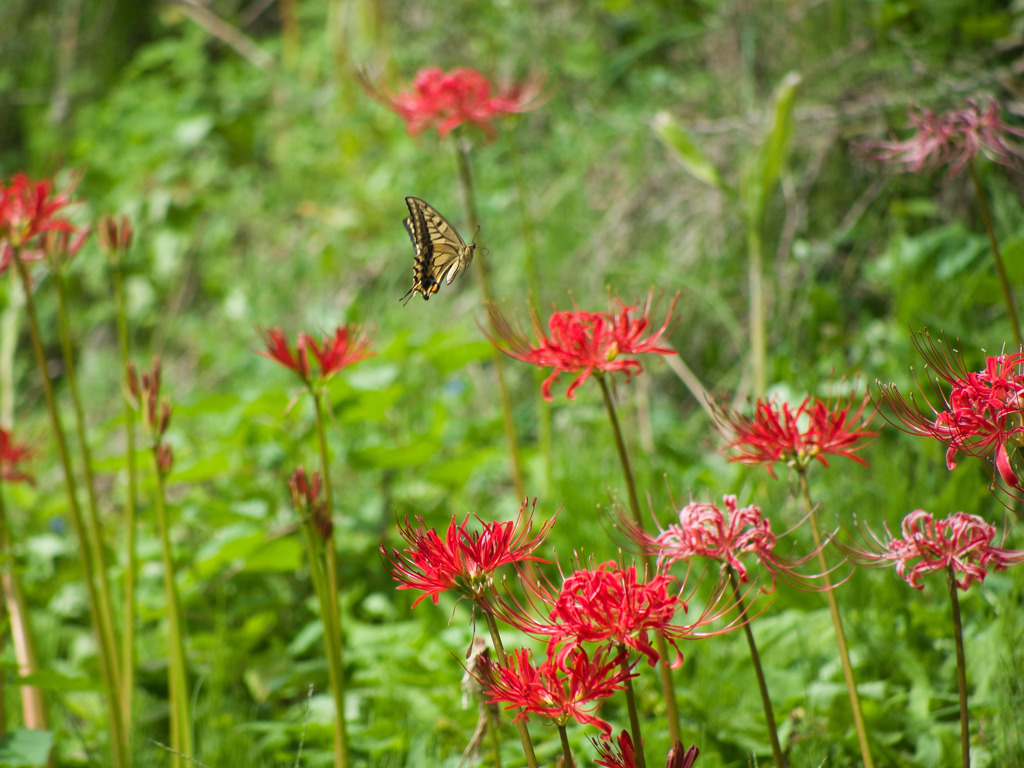 花と蝶(聞いたことある？)