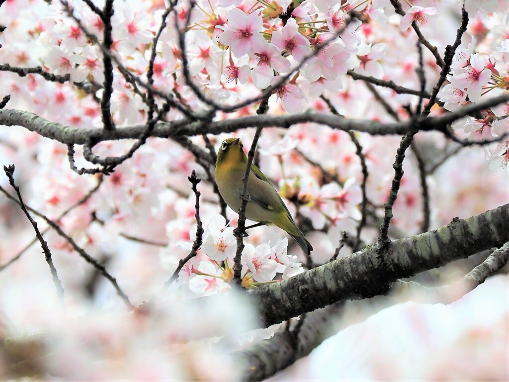 桜の美かメジロの美か！