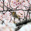 桜の美かメジロの美か！