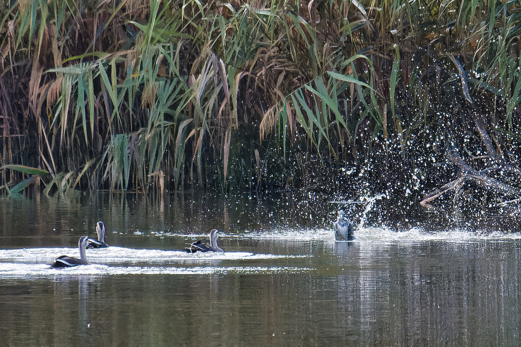 ヒャー　ビックリ！