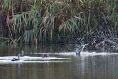 ヒャー　ビックリ！