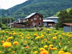紅花