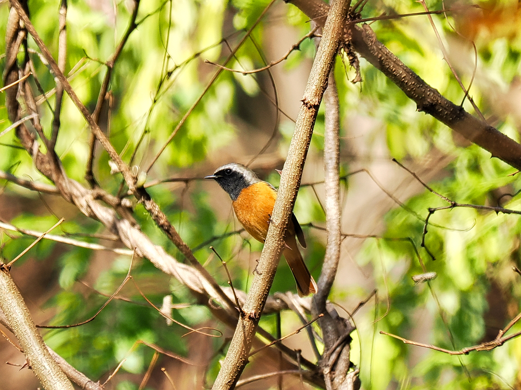 いつものロンリージョビ