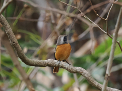 あっち向いてホイ！