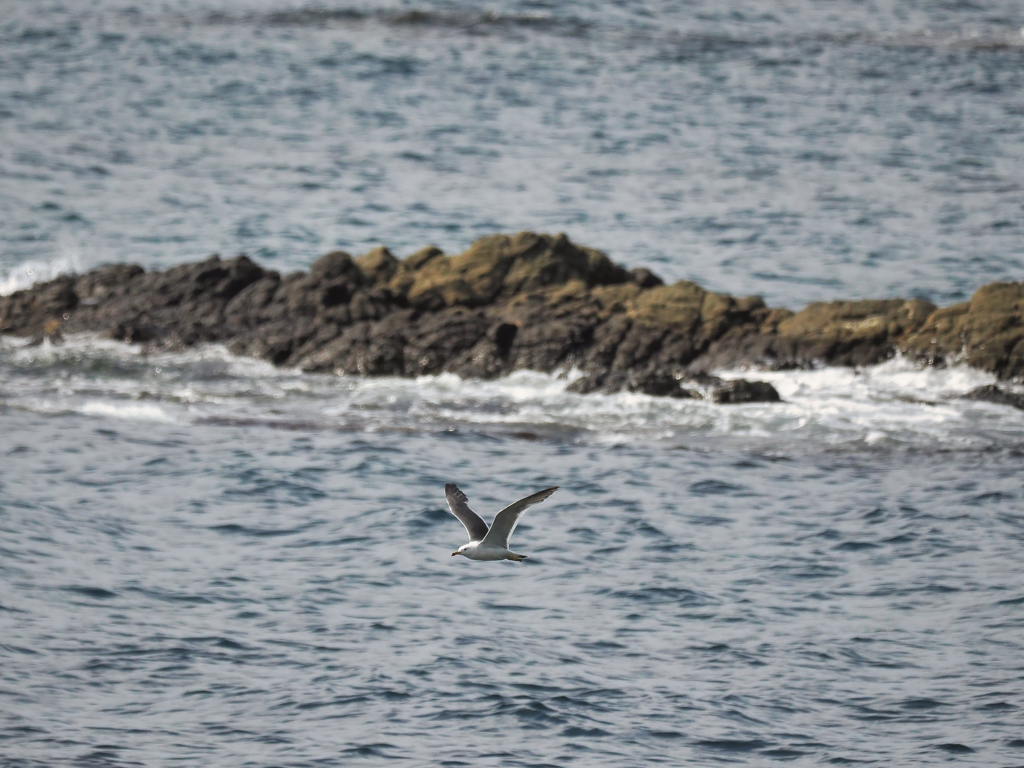 念願の海鳥2