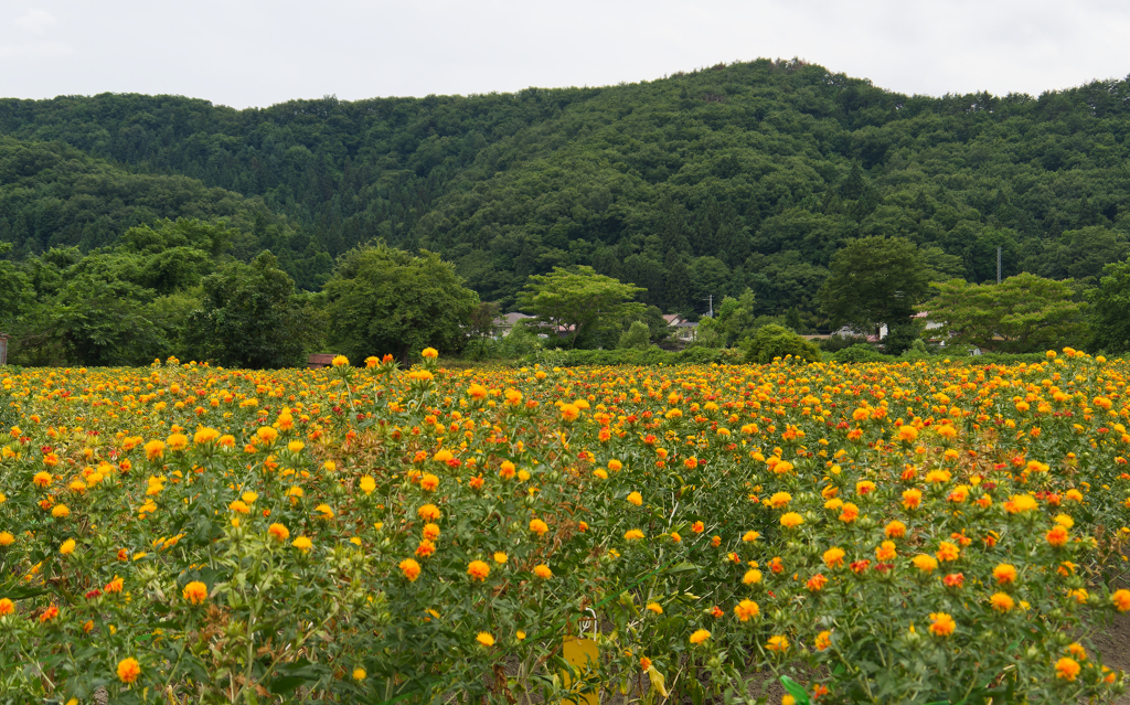 紅花満開2
