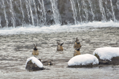 シンクロ　カモ