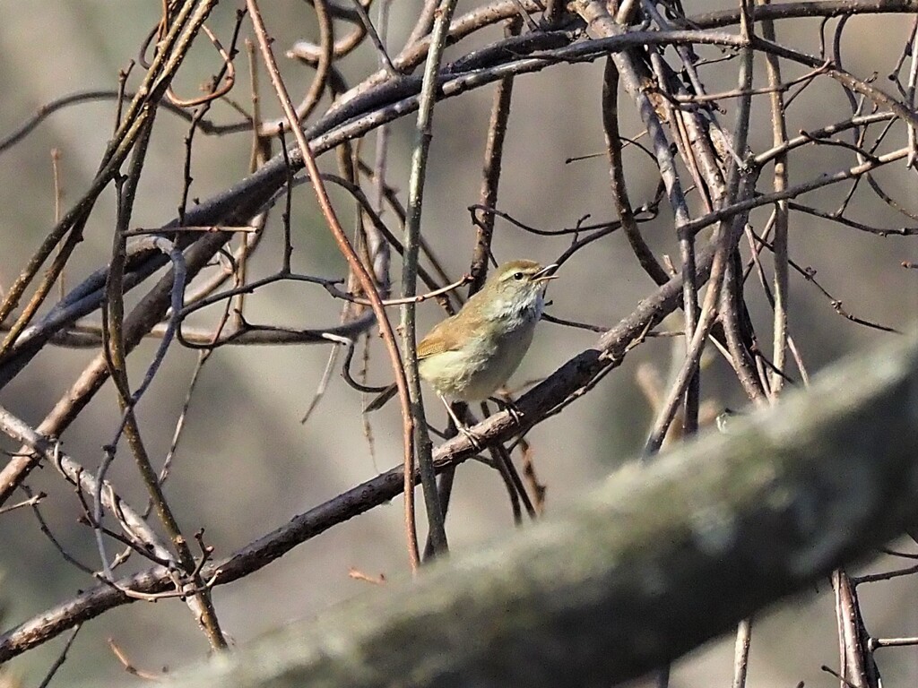 上手に鳴けません