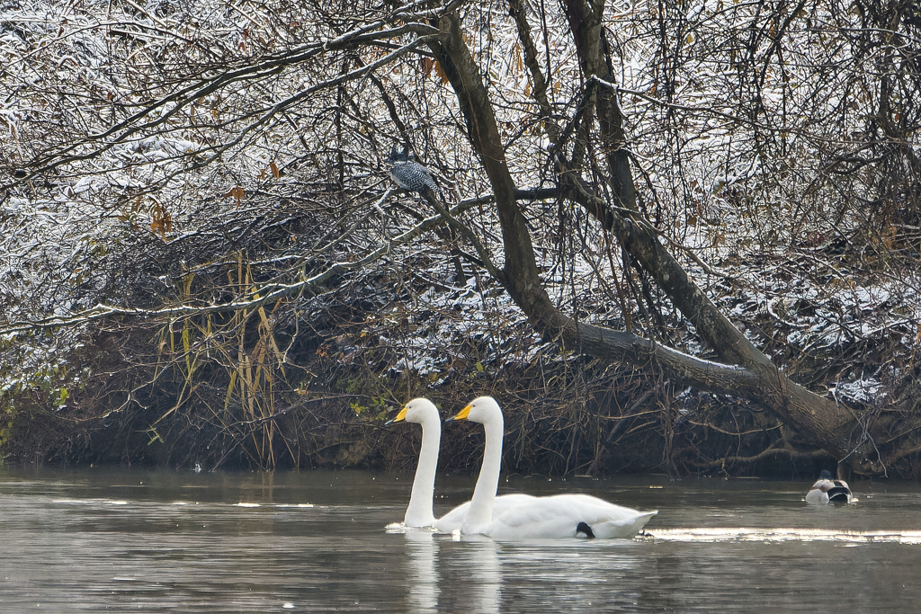 ハクチョウさんとヤマセミさん