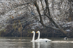ハクチョウさんとヤマセミさん