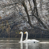 ハクチョウさんとヤマセミさん