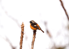 お立ち台が似合うね！