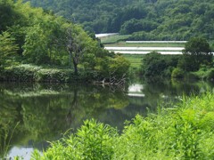 分解清掃レンズで撮りました