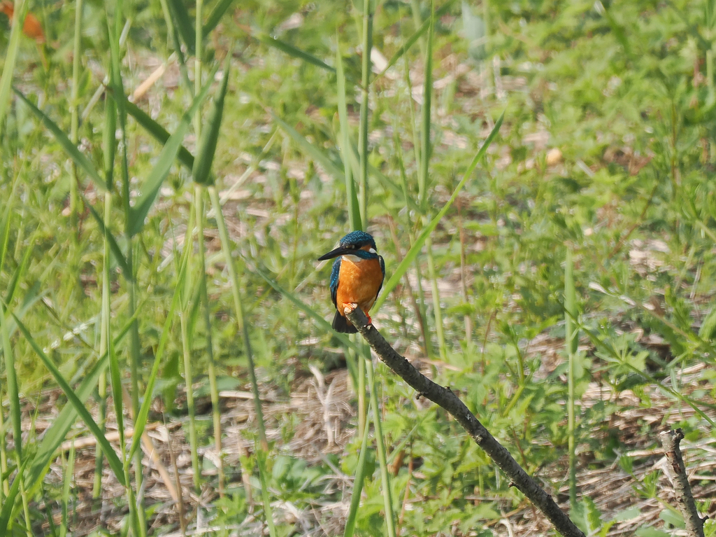 カワちゃんの初夏