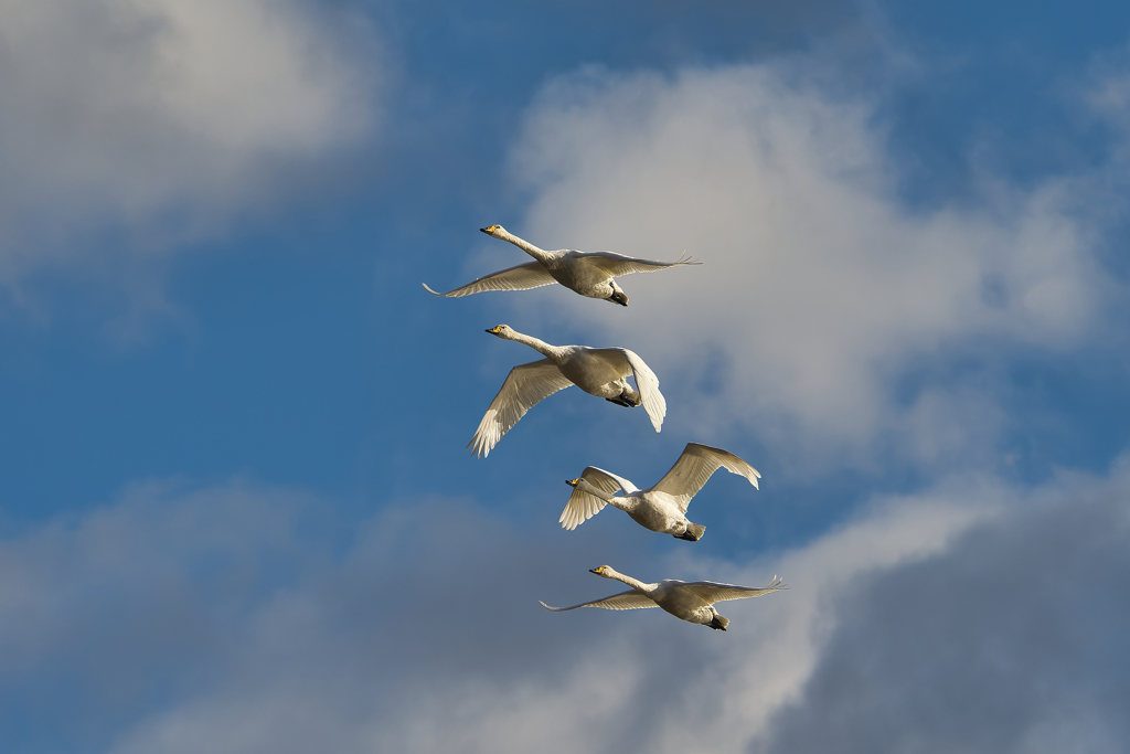 ホワイトandブルー