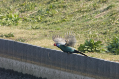 飛ぶぞ、飛ぶぞ、飛ぶぞ