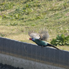 飛ぶぞ、飛ぶぞ、飛ぶぞ