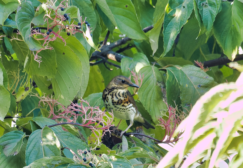 白飛び
