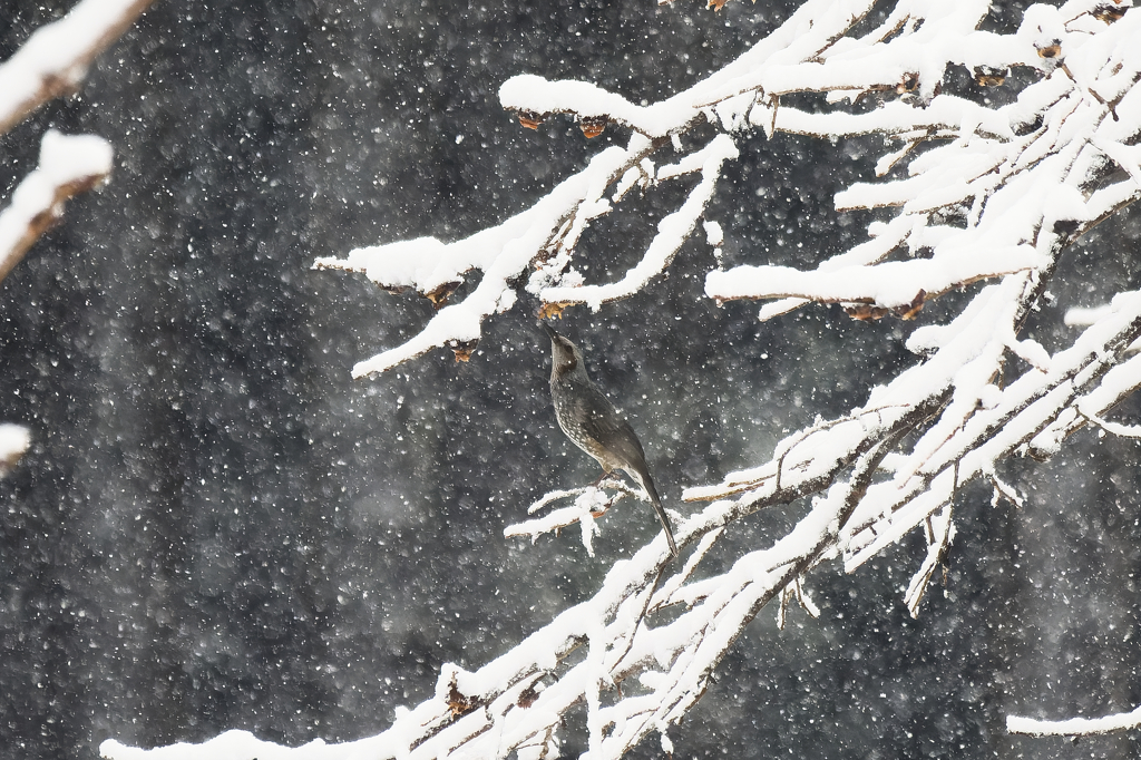 吹雪