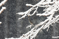 吹雪