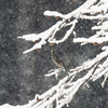 吹雪