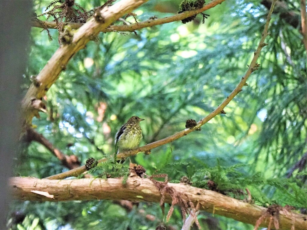 オオルリさんです！！