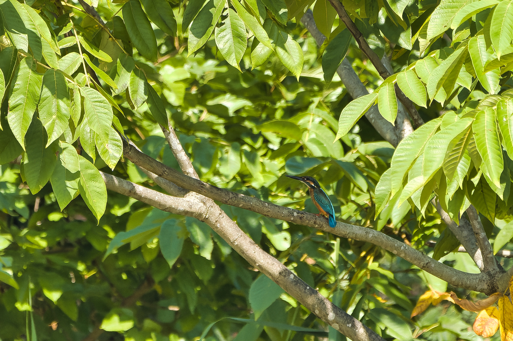 木陰が一番