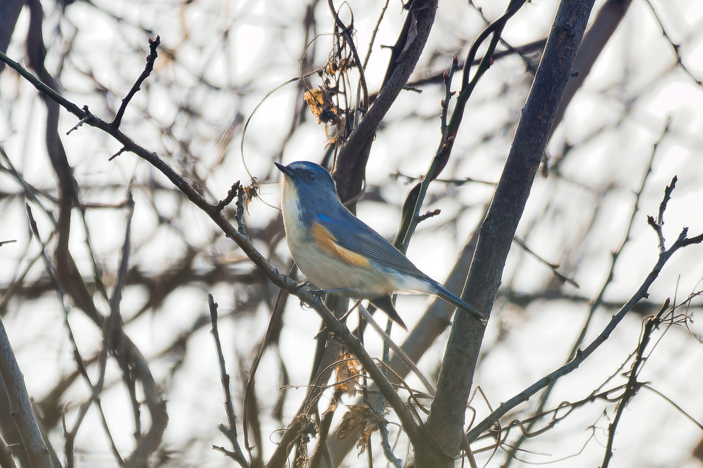 今季初撮り逆光補正