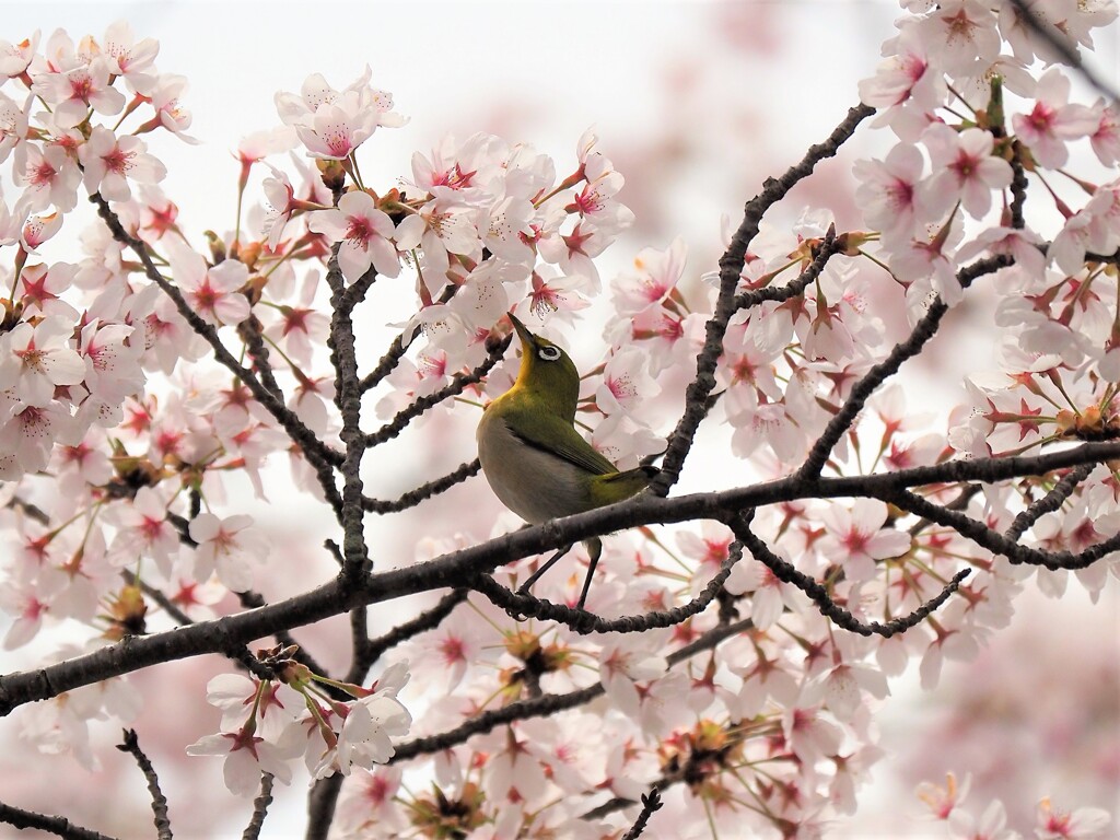 満開、食べ放題です