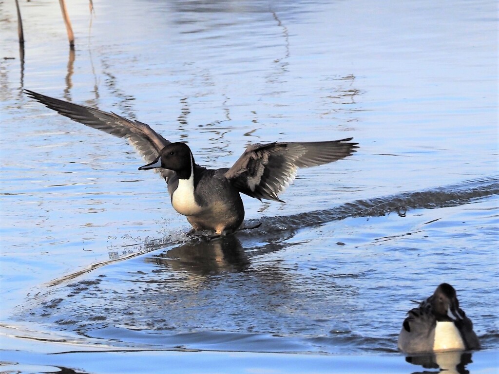 オナガガモ　2