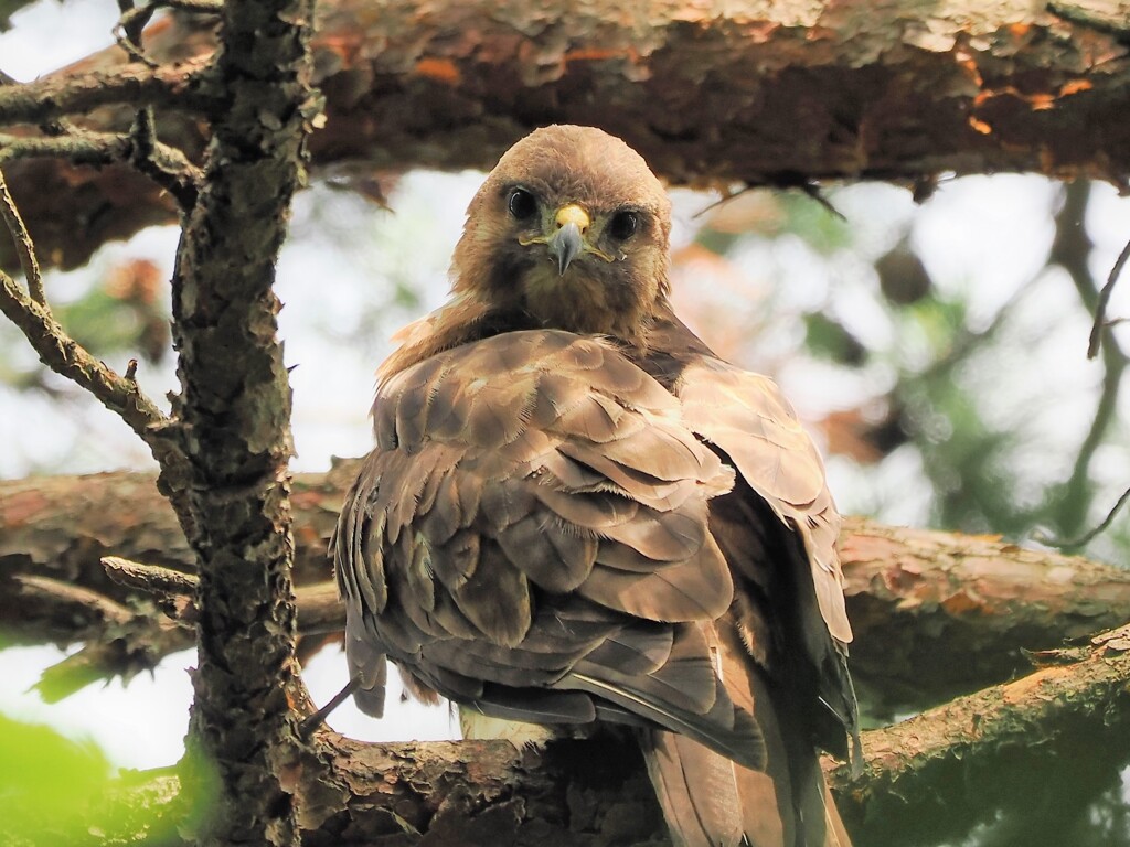幼鳥でも猛禽