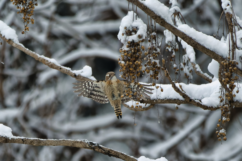 寒波がやって来る！
