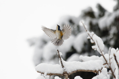雪舞台