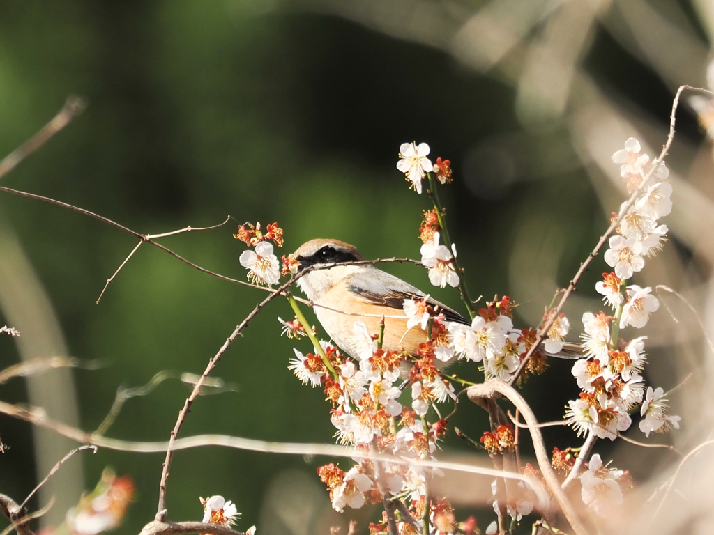 モズ桜