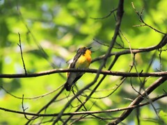 やっぱり羽が？