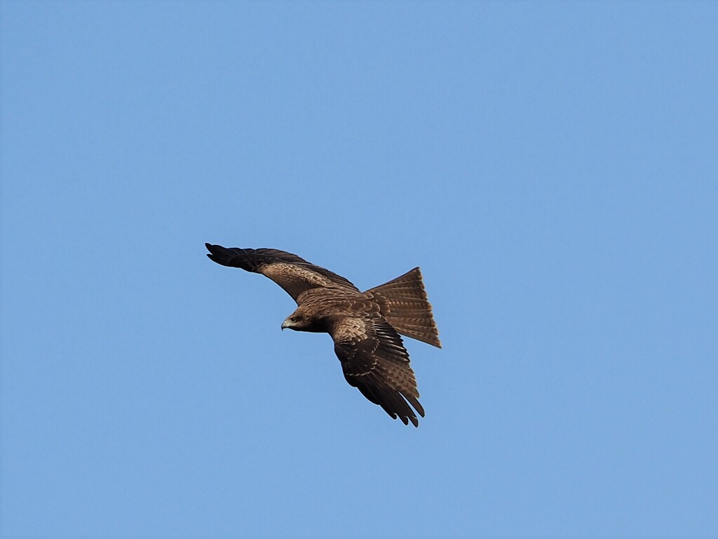 鳶