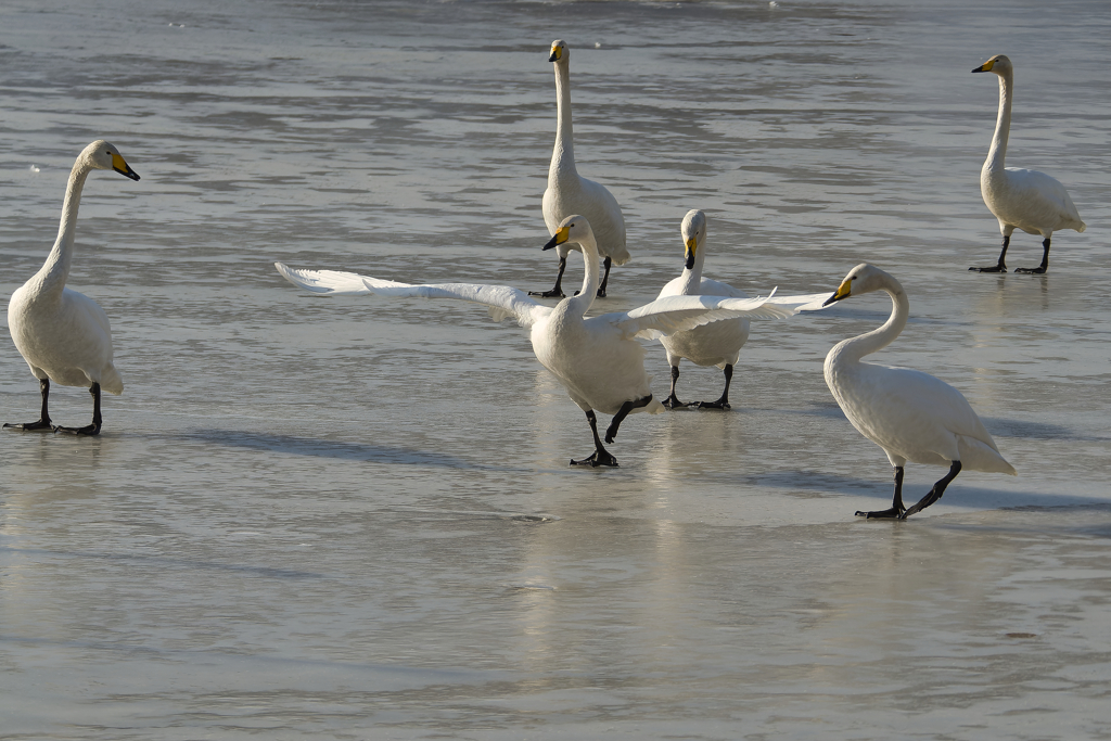 氷上のダンサー　T