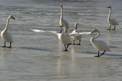 氷上のダンサー　T