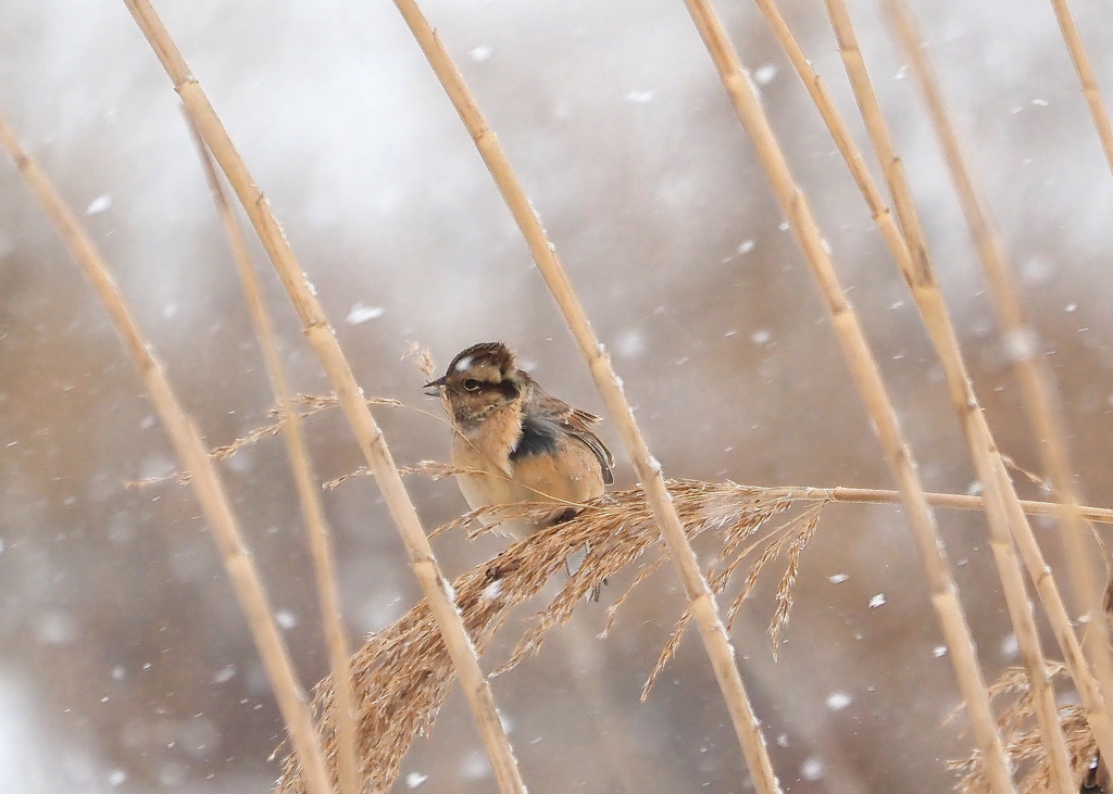 吹雪