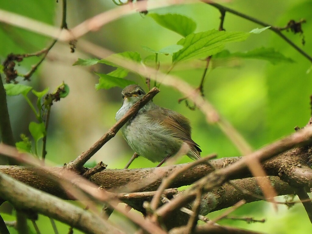 今朝のウグイス