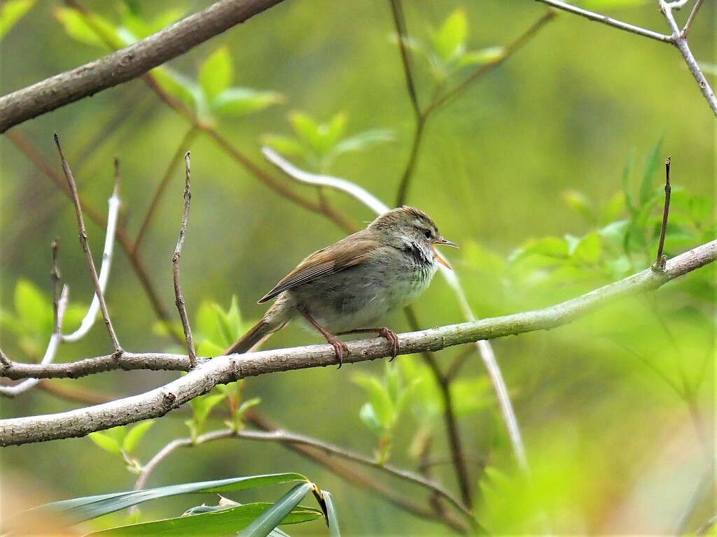 ウグイス鳴く(3)