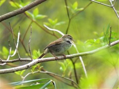 ウグイス鳴く(3)