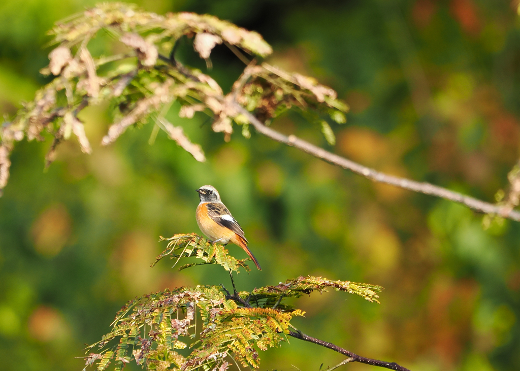 ジョビ子を探す若オス
