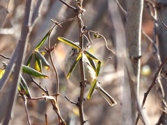 〇〇〇は見た！