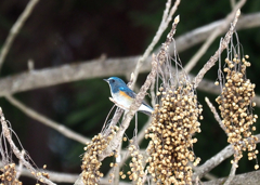 木の実食堂、ここにいたのか！