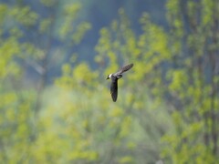 撮れるものなら！！