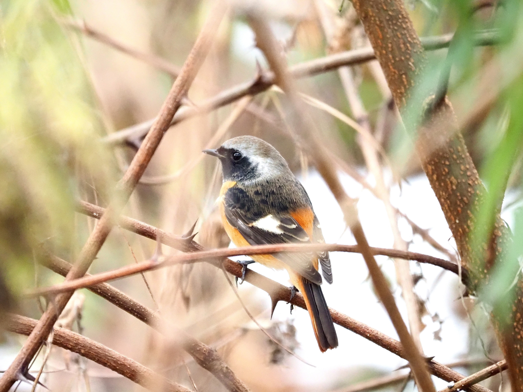ちょっと枝が！