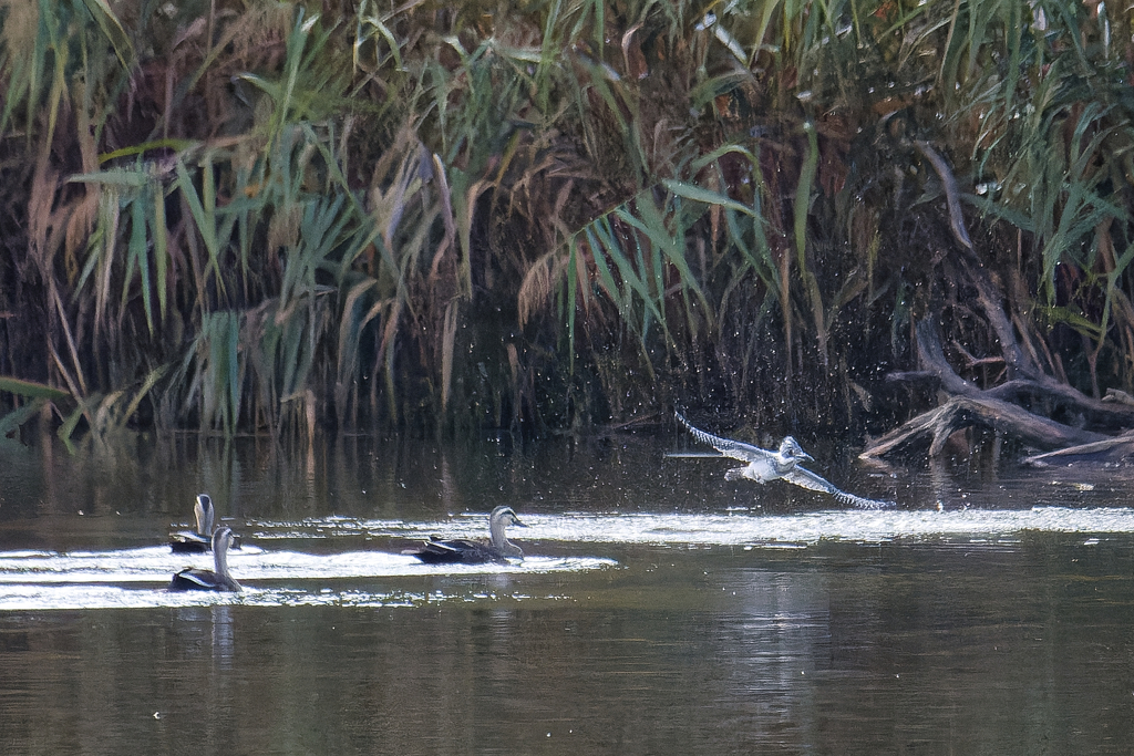 かっこいいね～！