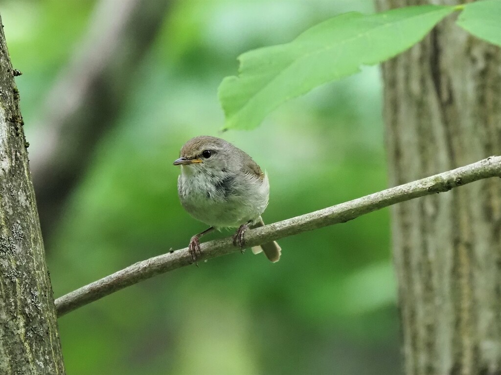 今日のウグイスさん　2