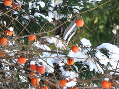 おーらよっと！